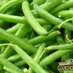 Green Beans