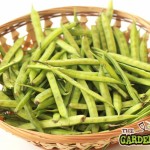 Green Beans