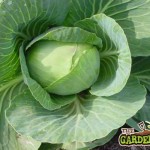 Cabbage