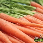 Carrots