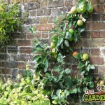 Espalier Training Fruit Trees