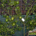 Espalier Training Fruit Trees