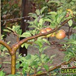 Espalier Training Fruit Trees