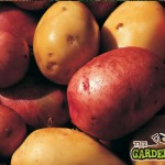 Tips for Growing Potatoes