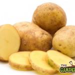 Tips for Growing Potatoes
