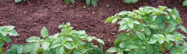 Tips For Growing Seed Potatoes