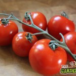 Growing Tomatoes