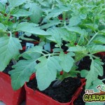 Growing Tomatoes