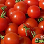 Growing Tomatoes