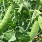 Garden Peas