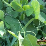 Garden Peas