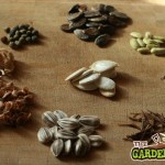 Saving Seeds