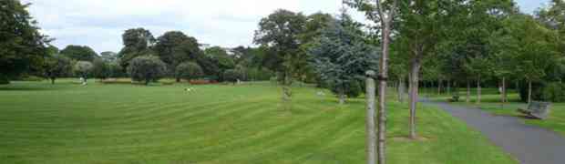 The (Tree) Stakes Have Been Raised With Our Windy Weather