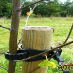 Tree Stakes