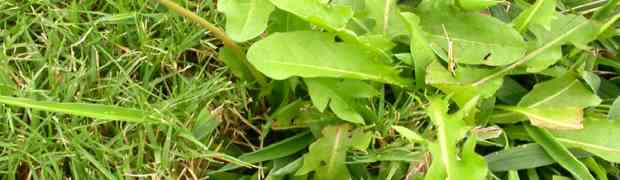 A Guide to Weed Killer Types