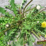 Weed Killer