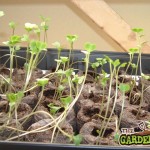 Cabbage seedlings lacking light
