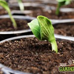 Germinating Seed