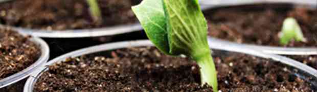 Garden Sieve & Sowing Seeds