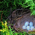 Pheasant_nest