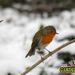 Robin in winter