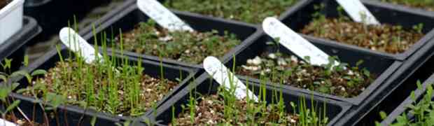 Trays, Plugs or Modules - Which is Best for Sowing Seeds?