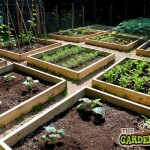 Vegetable garden