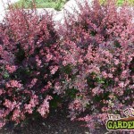 berberis rosy glow