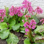 bergenia