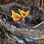 birds_in_nest_hungry