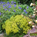 euphorbia amongst plants