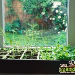 growing on a window sill