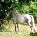 horse eating tree