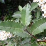 olearia-macrodonta