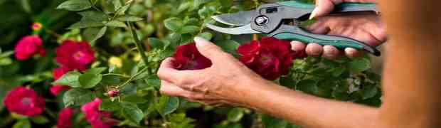 Pruning Roses - The How To, When To & Why?