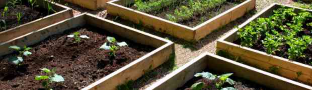 Why Raised Beds Are Great For Growing Vegetables