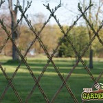 Living Willow fence