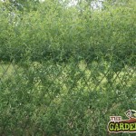 willow hedge with foliage