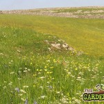 Grassland Meadow