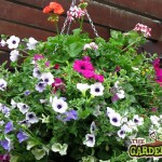 Hanging Basket with Petunias