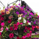 Large Hanging Basket