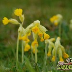 cowslips