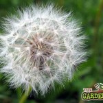 Dandelion Clock