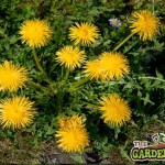 Dandelions on lawn