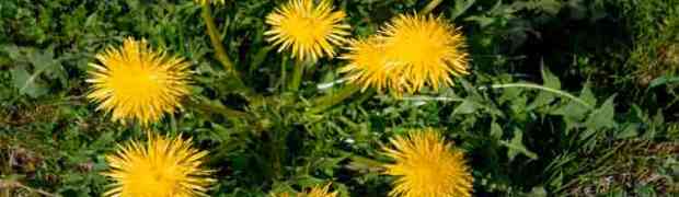 Lawn Care - Dealing With Dandelions