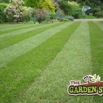 The Perfect Lawn