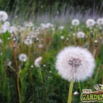 dandelion gone to seed