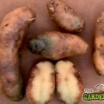 potato-blight