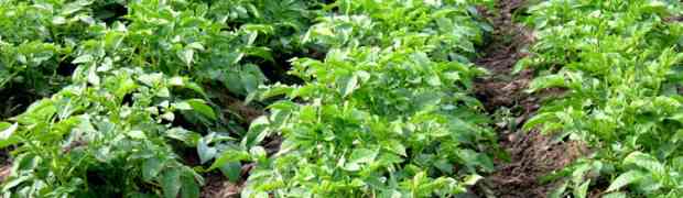 Potato Blight Prevention Better than Cure With Copper Sulphate