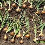 Drying Onions